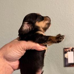 Bobby - Black and cream male Dachshund puppy in Irving, Texas from DFW Dachshunds by G & S