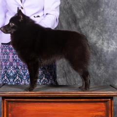 Schipperke All Grown Up from Safari Schipperkes