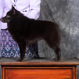 Schipperke All Grown Up from Safari Schipperkes