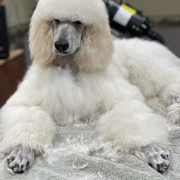 Poodle Puppies from MizzElle’s Standard Poodles