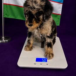 Uzbekistan - Merle male Goldendoodle puppy in Houston, Texas from Were The Mack'Doodles