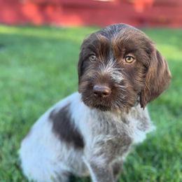 Bluey - Brown and gray male Wirehaired Pointing Griffon puppy in Mink Creek, Idaho from Muddy Paws WPG