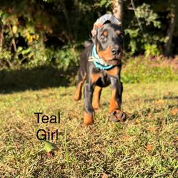 Teal - Black and rust female Doberman Pinscher puppy in Knox, Indiana from Double River Dobermans
