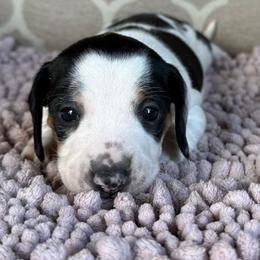 CKC Boy 2 - Piebald male Dachshund puppy in Joshua Tree, California from Desert Dreams Ranch