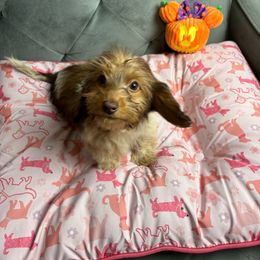 London - Piebald Dachshund puppy in Lake City, Florida from My Ditzy Doxies of Florida