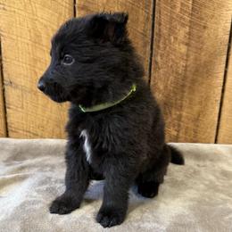Lime - Black male German Shepherd puppy in Terra Alta, West Virginia from Shepherd Country Farm and Kennels