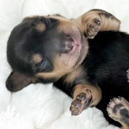 Jacob🖤 - Black and cream male Dachshund puppy in New Braunfels, Texas from 2 Knights Doxies