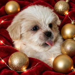 Shichon and Shih Tzu Puppies from Angie’s Teddy Bear Puppies Minnesota