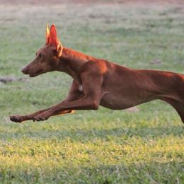 Cirneco dell’Etnas, Kuvaszok, and Wirehaired Pointing Griffons from Kaen Kennels