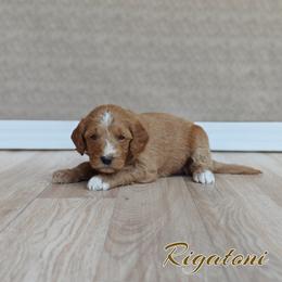 Rigatoni (Yellow Collar) - Apricot female Goldendoodle puppy in Guthrie, Oklahoma from Edmond Doodles, LLC