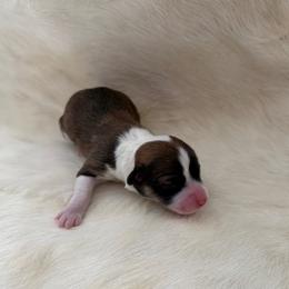 Clover - Sable female Pembroke Welsh Corgi puppy in Menomonie, Wisconsin from Rocking Ridge Ranch