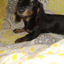 Dachshund Puppies from Linda Parcell