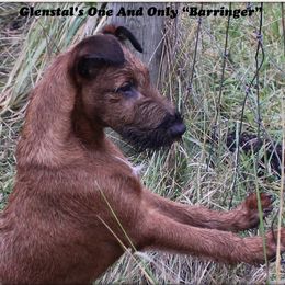 Irish Terriers from Glenstal Irish Terriers