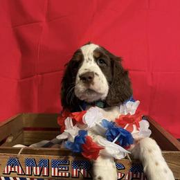 English Springer Spaniel Puppies from A & R Springers