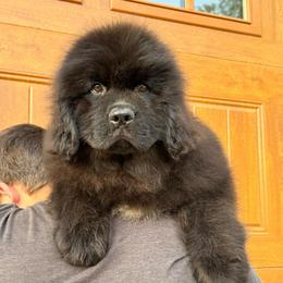 Gray boy - Black male Newfoundland puppy in Nevis, Minnesota from Faithful Acres Newfs