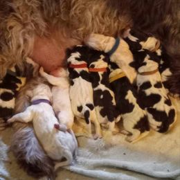 Boy 3 - White and orange Spinone Italiano puppy in Wayland, New York from Maple Hollow Spinone Springwater NY