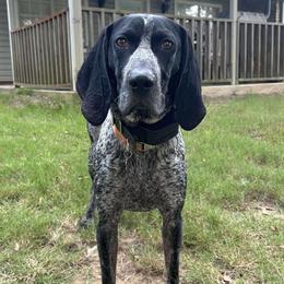 Bluetick Coonhound All Grown Up from RE Hounds