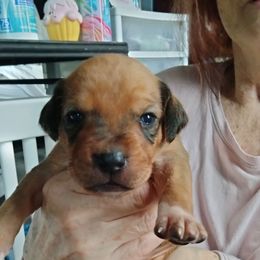 Spike - Wheaten blk nose male Rhodesian Ridgeback puppy in Alabama from Celtic Lore Ridgebacks