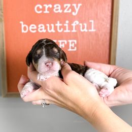 Dottie - Parti female Poodle puppy in Murrieta, California from Apricot Poodles & Goldendoodles, LLC