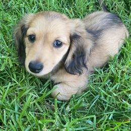 Dachshund Puppies from Longboard Dachshunds