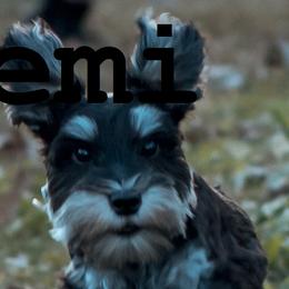 Miniature Schnauzers from Central Iowa Schnauzers, LLC