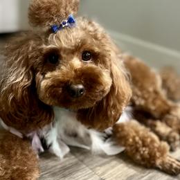 Goldendoodles and Poodles from Doodles & Poodles by Tiki