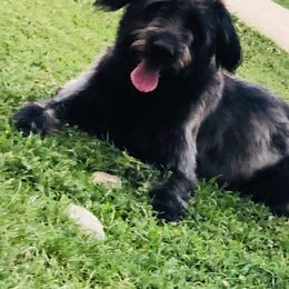 Australian Shepherd, Goldendoodle, and Poodle Puppies from Country Poos and Dos