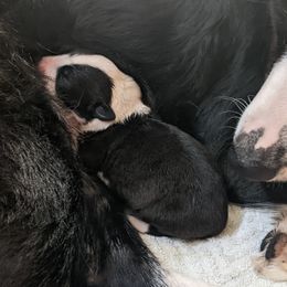 "Delilah & Charlee" English Shepherd Puppies from Yellow Wolf Farm
