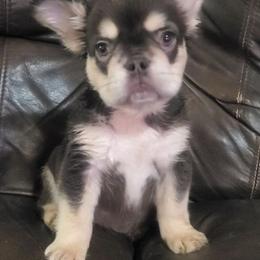 Sandy - Tricolors female French Bulldog puppy in Stockton, Missouri from Willis Family Frenchies