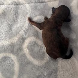Poodle Puppies from Davie Toy Poodles