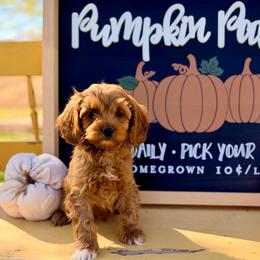Clove - Red and white male Cockapoo puppy in Preston, Idaho from Shaffer Top Notch Puppies
