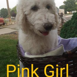 Pink Girl - Sheepadoodle puppy in Kimberly, Idaho from Wizardwood Doodles