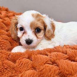 Pink- Cinnamon - female Cavapoochon puppy in Kountze, Texas from CaviCajun Kennels