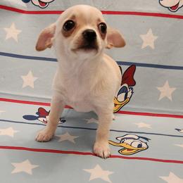 Wini - Cream and white female Chihuahua puppy in Chesapeake, Virginia from Elsbeth's Chihuahuas