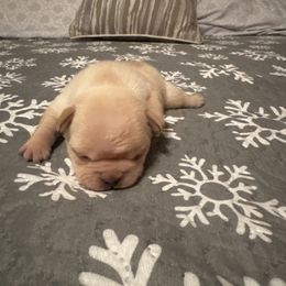 NOEL - Cream female French Bulldog puppy in Eaton, Ohio from Highley’s  Frenchies