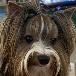 Evra - Biewer Terrier