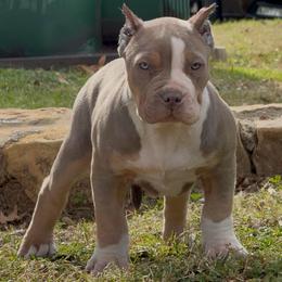 Summer walker - Lilac tri-color female American Bully puppy in Dallas, Texas from Manuia Kennels