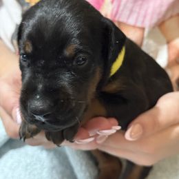 Female 2 - Black and rust female Doberman Pinscher puppy in Tallmadge, Ohio from Premier Dobermans