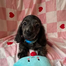 Light blue - Brindle female Dachshund puppy in Waukegan, Illinois from Rolling and Howling Basset Hounds and Dachshunds