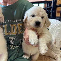 Yellow Collar Girl - Light golden female Golden Retriever puppy in Cleveland, Georgia from JLB's Yonah Goldens
