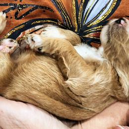 Bernedoodles and Goldendoodles from Ten Acre Wood Doodles
