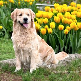 Kaia - Golden Retriever