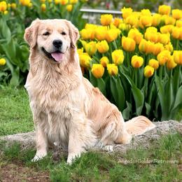Kaia - Golden Retriever