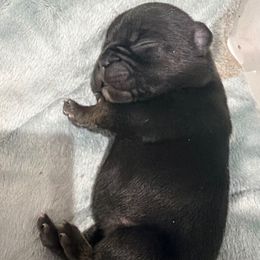 Violet - Liver female French Bulldog puppy in Delhi, Louisiana from 4T Ranch
