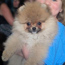 Tatum - Pomeranian