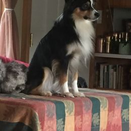 Miniature Australian Shepherd All Grown Up from Tincture of Thyme