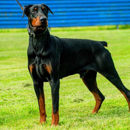 Boris - Doberman Pinscher