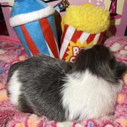 Shih Tzu Puppies from Lavender Lane Tzus