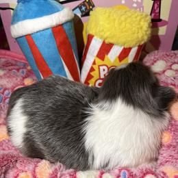 Shih Tzu Puppies from Lavender Lane Tzus