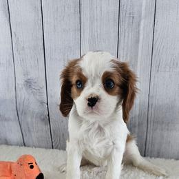 Ginger - Blenheim female Cavalier King Charles Spaniel puppy in Decatur, Illinois from Petite Pups